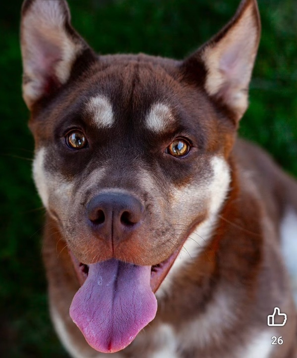 Marcus, an adoptable Siberian Husky in Kennewick, WA, 99336 | Photo Image 1