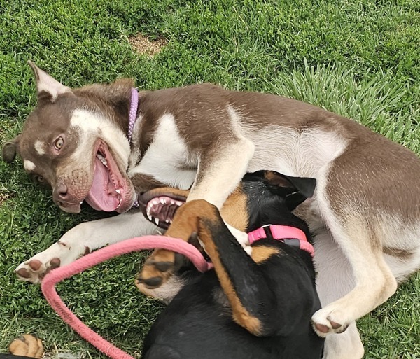 Marcus, an adoptable Siberian Husky in Kennewick, WA, 99336 | Photo Image 2