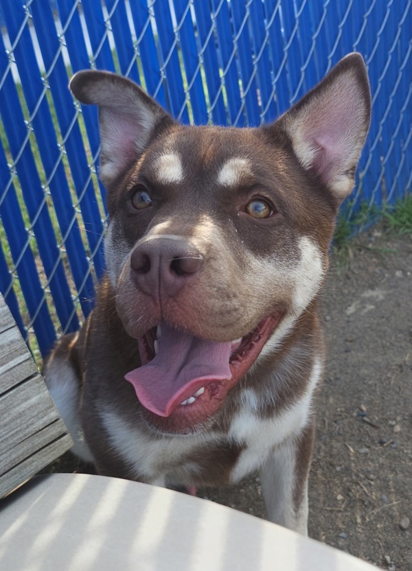 Marcus, an adoptable Siberian Husky in Kennewick, WA, 99336 | Photo Image 4