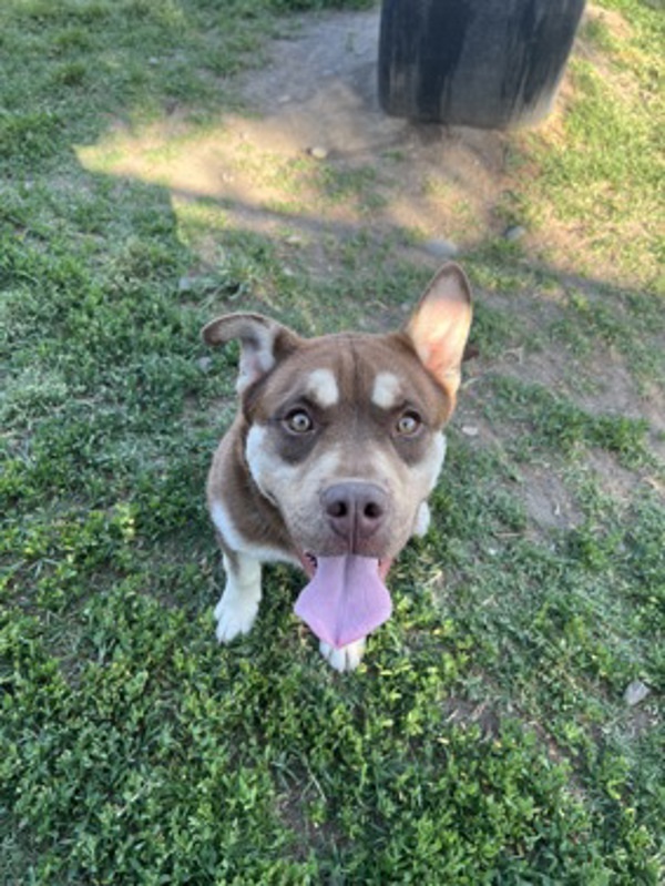 Marcus, an adoptable Siberian Husky in Kennewick, WA, 99336 | Photo Image 5