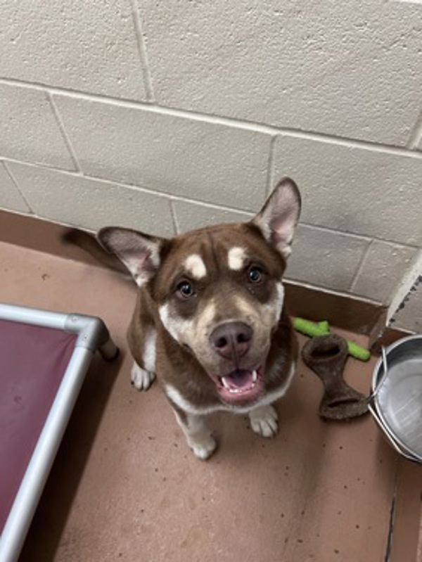 Marcus, an adoptable Siberian Husky in Kennewick, WA, 99336 | Photo Image 6