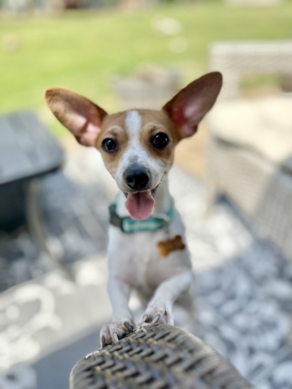 Bob
