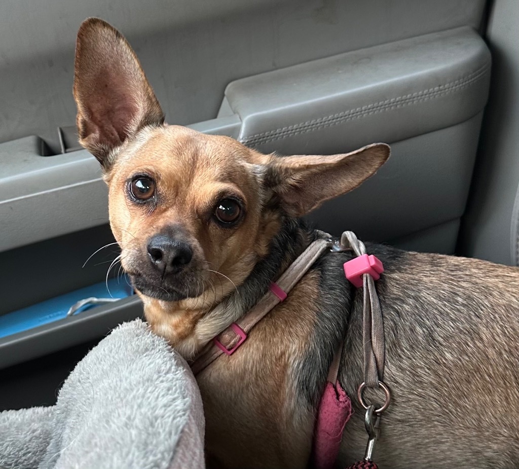 Missy, an adoptable Miniature Pinscher in Cloquet, MN, 55720 | Photo Image 1