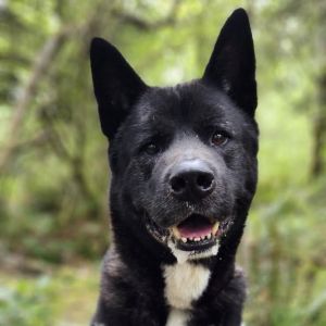 Spruce, Adult Male Akita