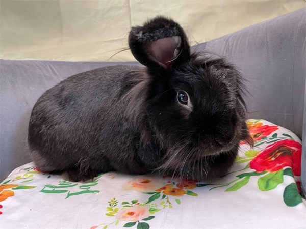 Eloise
