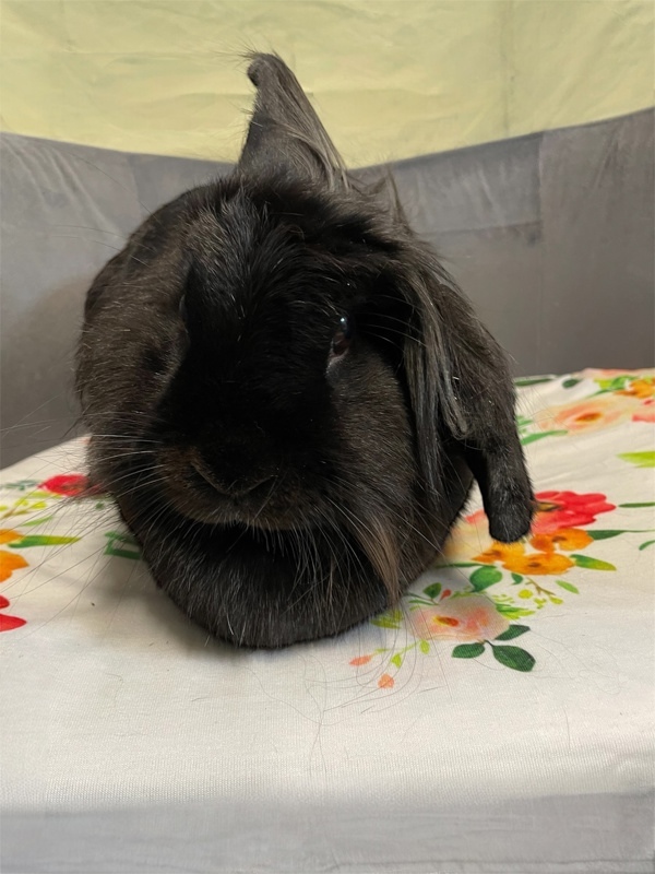 Eloise