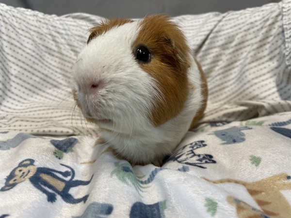 Pudge