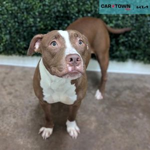 Abby, Adult Female Pit Bull Terrier