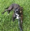 Izzy - Courtesy Post photo 1