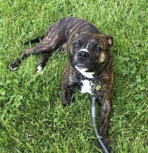 Izzy - Courtesy Post, Adult Female unknown