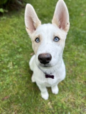 Animal Profile Smokey is a 3 month old female LabHusky X guessing puppy who will be joining u