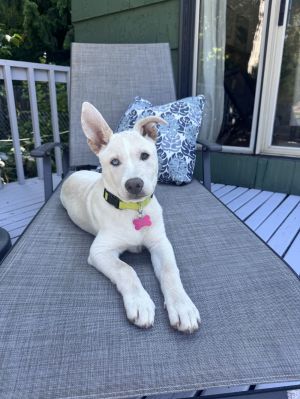 Animal Profile Honey Bear is a 3 month old female LabHusky X guessing puppy who joined us alo