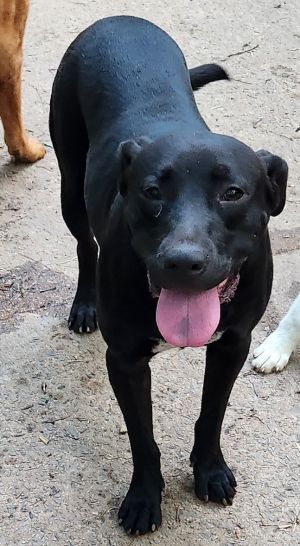 Please contact ADOPTION adoptdoggieharmonyorg for more information about this petMina was left 