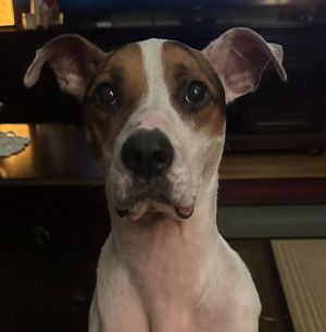 Please contact ADOPTION adoptdoggieharmonyorg for more information about this pet Benny is incr