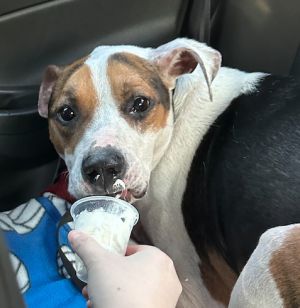 Benny *FOSTER NEEDED TOO! Boxer Dog