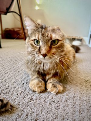 Roxy, Adult Female unknown