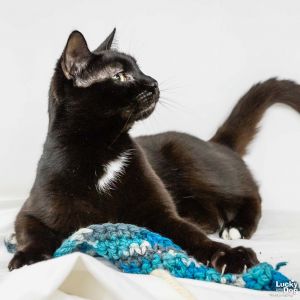 Boots, Adult Male Domestic Short Hair