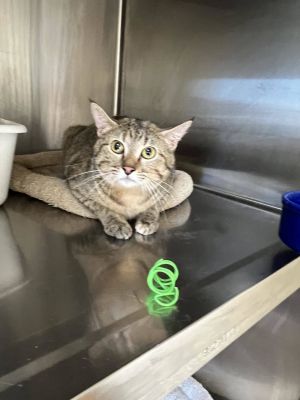 Sunny, Adult Female Domestic Short Hair