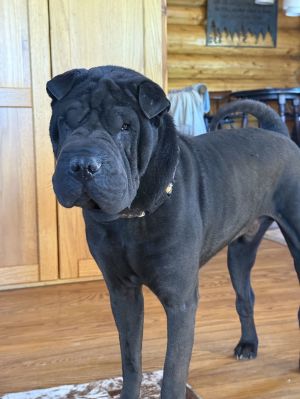 Ping, Adult Male Shar-Pei