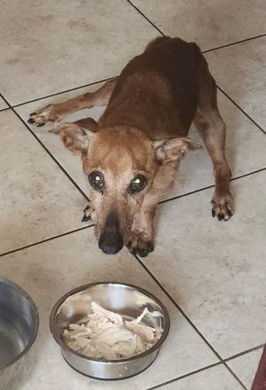 Barkley came into our rescue within hours of being put to sleep He is the sweetest little senior bo
