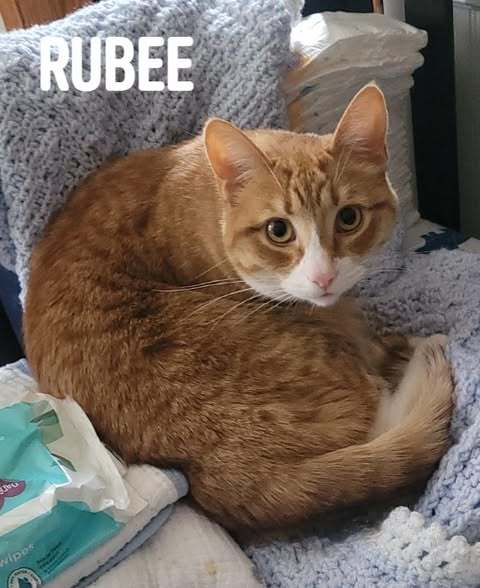 Rubee