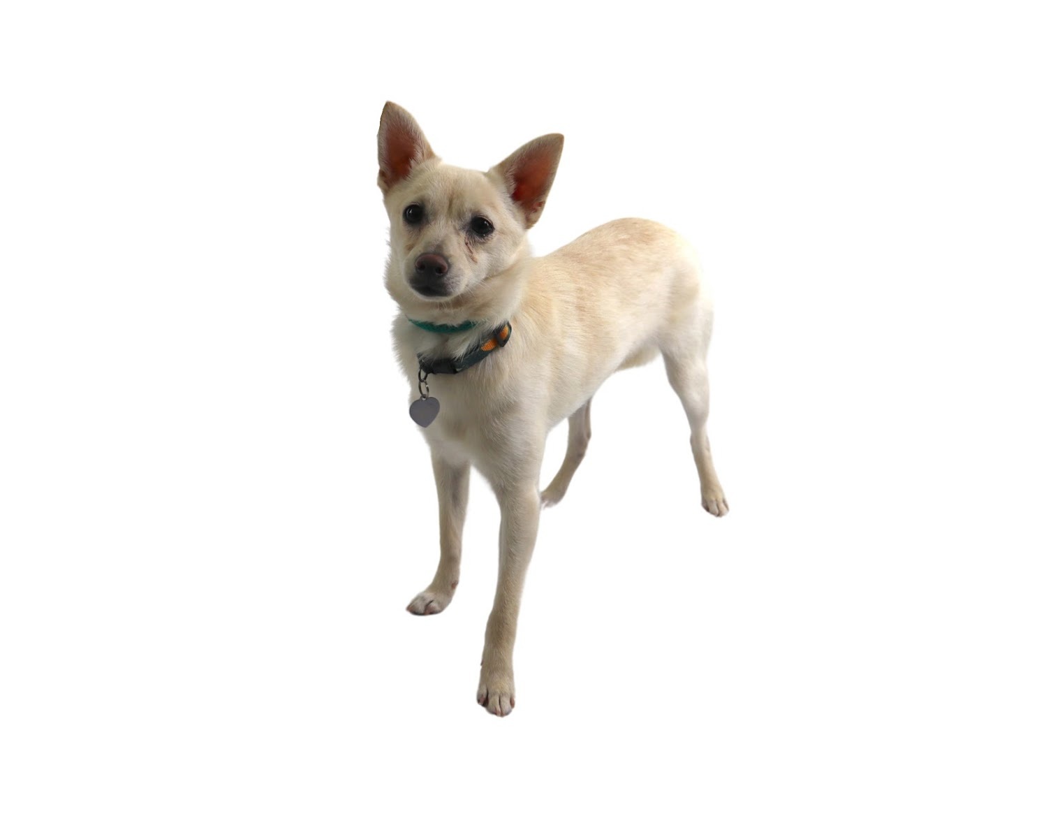Yote
