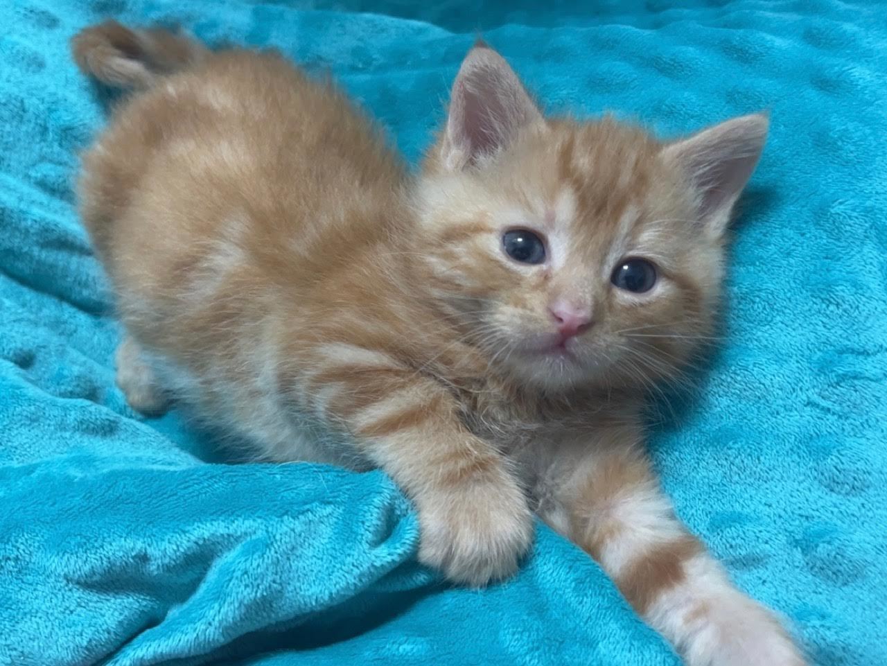 Jack