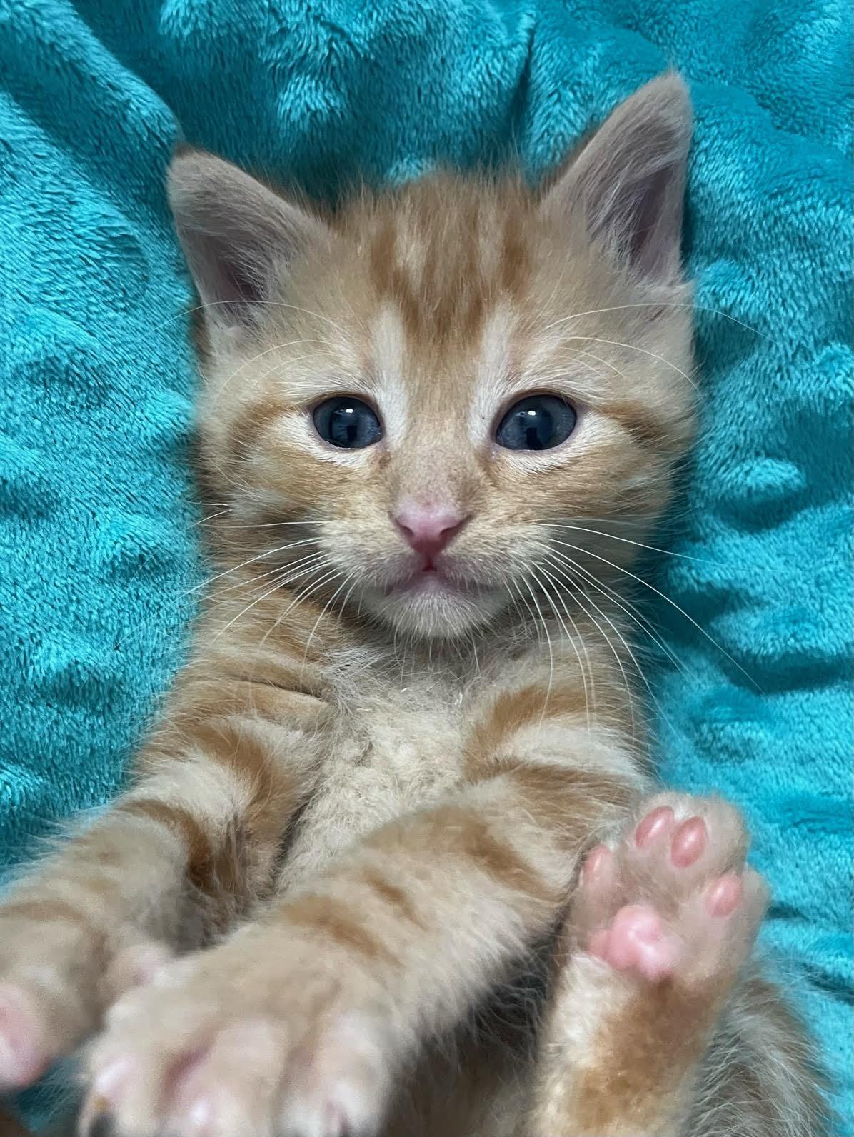 Jack