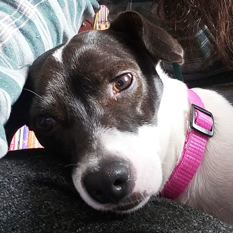 Cherri (WA), an adoptable Rat Terrier in Pullman, WA, 99163 | Photo Image 1