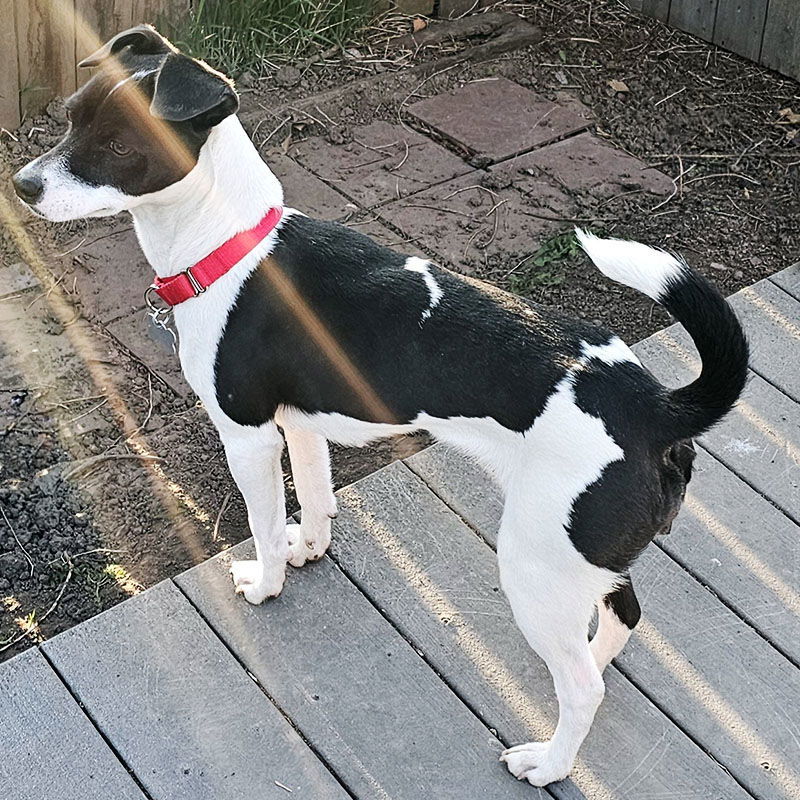 Cherri (WA), an adoptable Rat Terrier in Pullman, WA, 99163 | Photo Image 2
