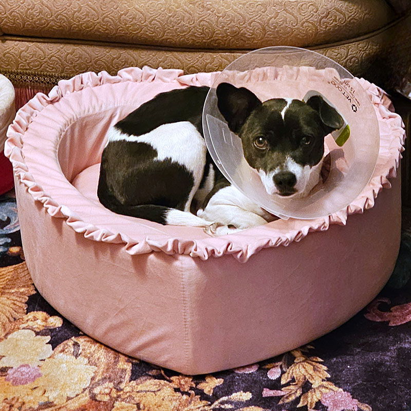 Cherri (WA), an adoptable Rat Terrier in Pullman, WA, 99163 | Photo Image 3