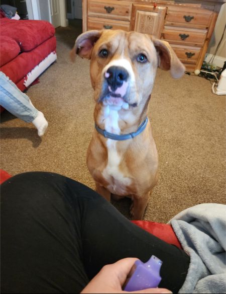 Cayenne AKA Ranger