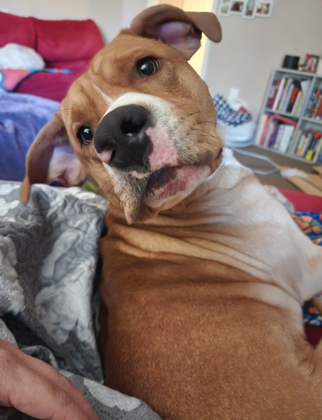 Cayenne AKA Ranger Photo