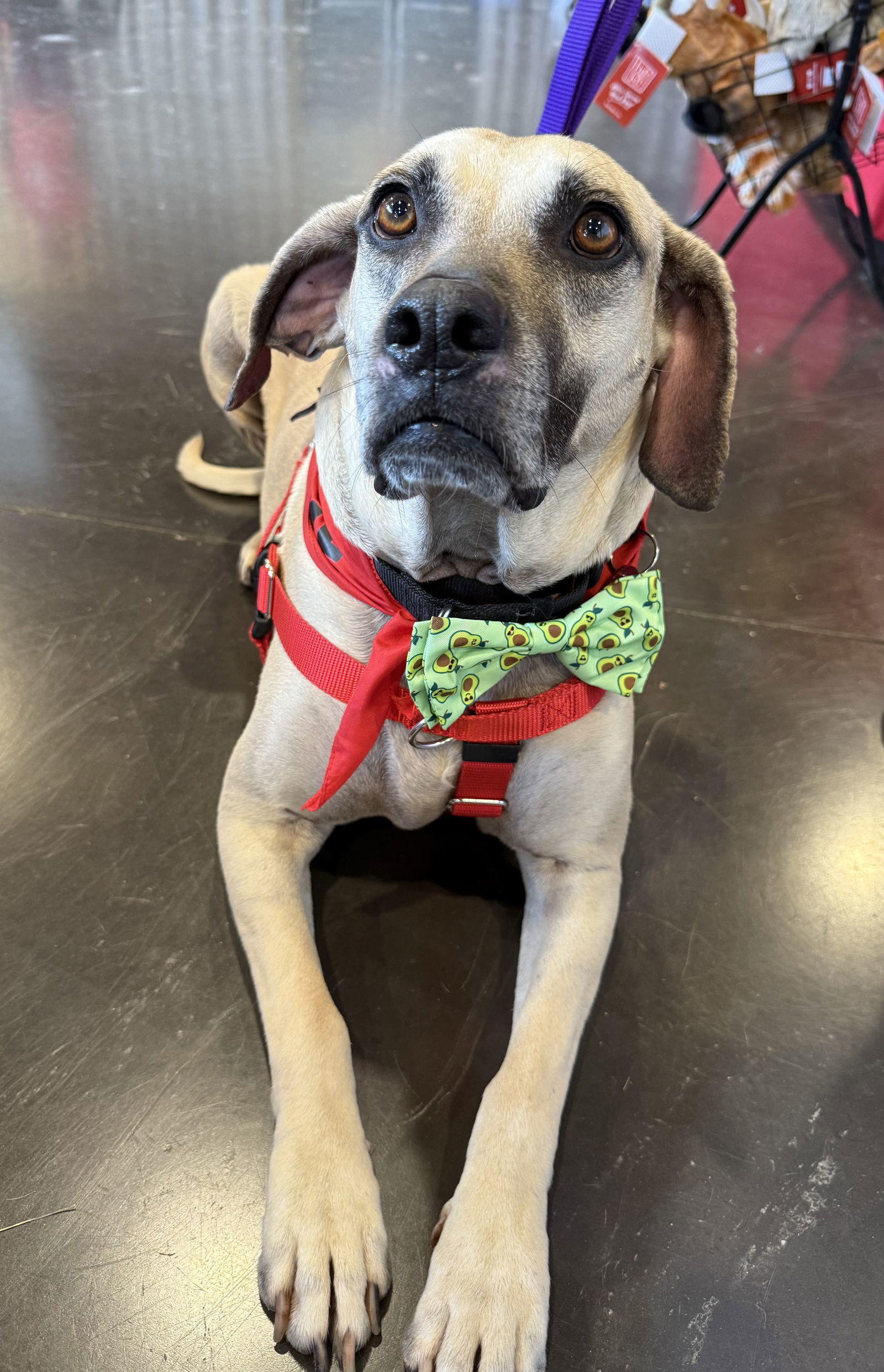 Elmer *LOCAL* MEET ME!