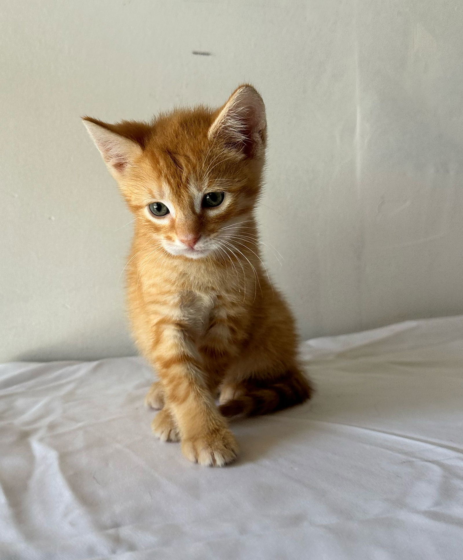 Cat boy☆ PJ Masks Cat Boy Speed Booster and Cat car with figure lot