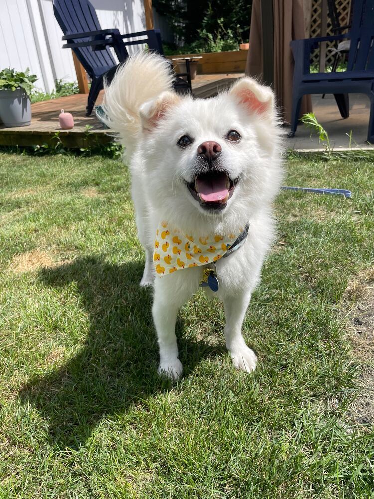 Jenga, an adoptable Jindo in Long Island City, NY, 11101 | Photo Image 1