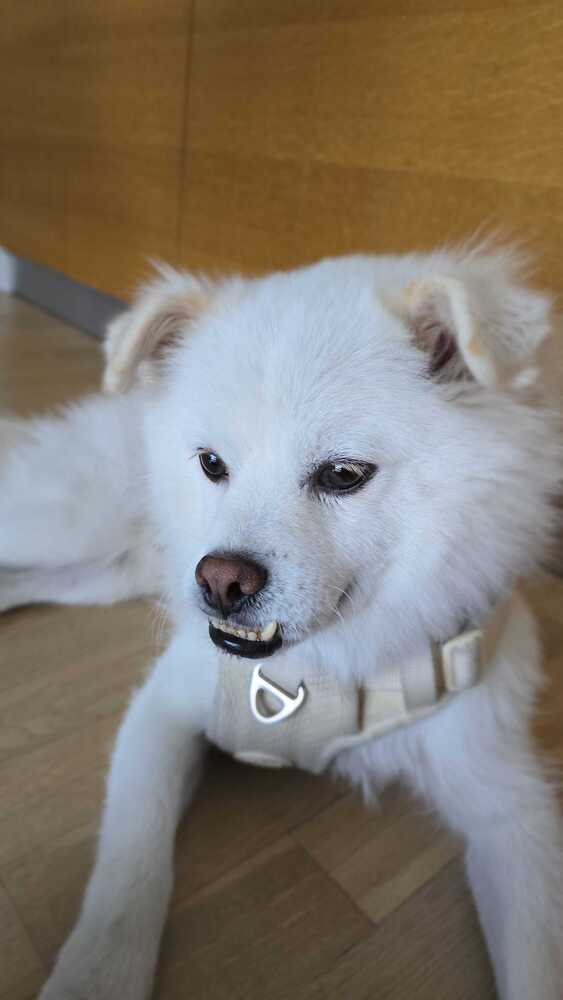 Jenga, an adoptable Jindo in Long Island City, NY, 11101 | Photo Image 2