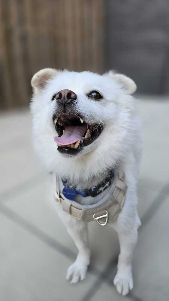Jenga, an adoptable Jindo in Long Island City, NY, 11101 | Photo Image 3