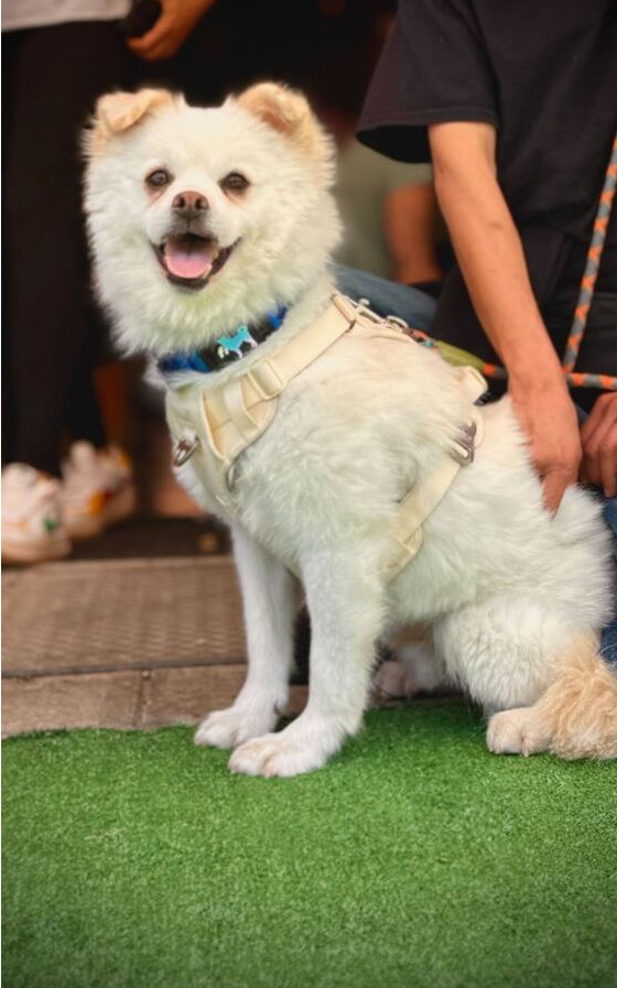 Jenga, an adoptable Jindo in Long Island City, NY, 11101 | Photo Image 4