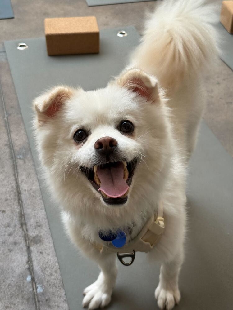 Jenga, an adoptable Jindo in Long Island City, NY, 11101 | Photo Image 5