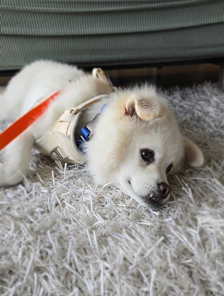 Jenga, an adoptable Jindo in Long Island City, NY, 11101 | Photo Image 6