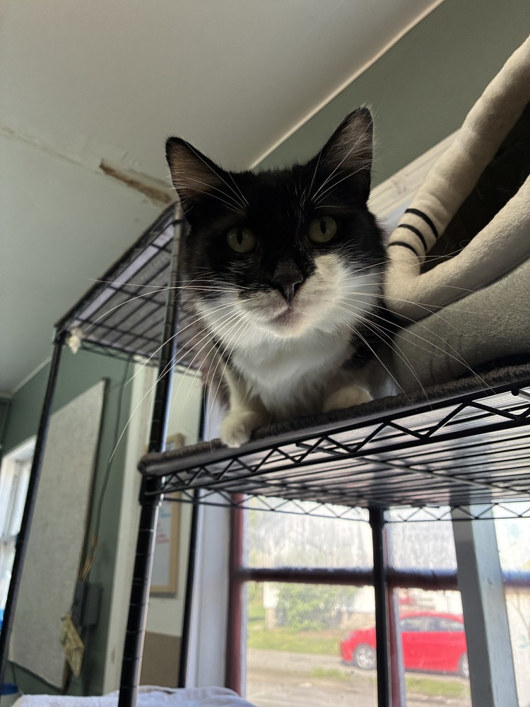 Majestic Medusa