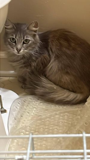 Grace Domestic Medium Hair Cat