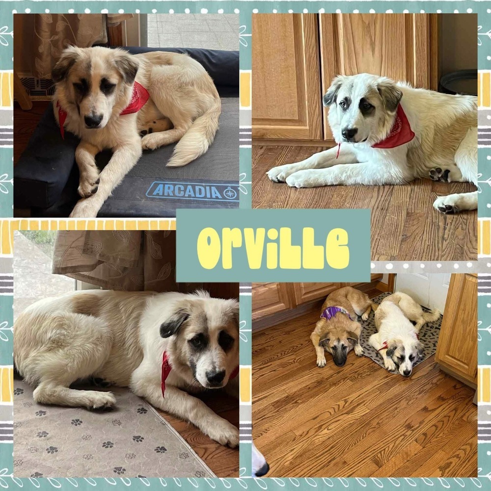 Orville