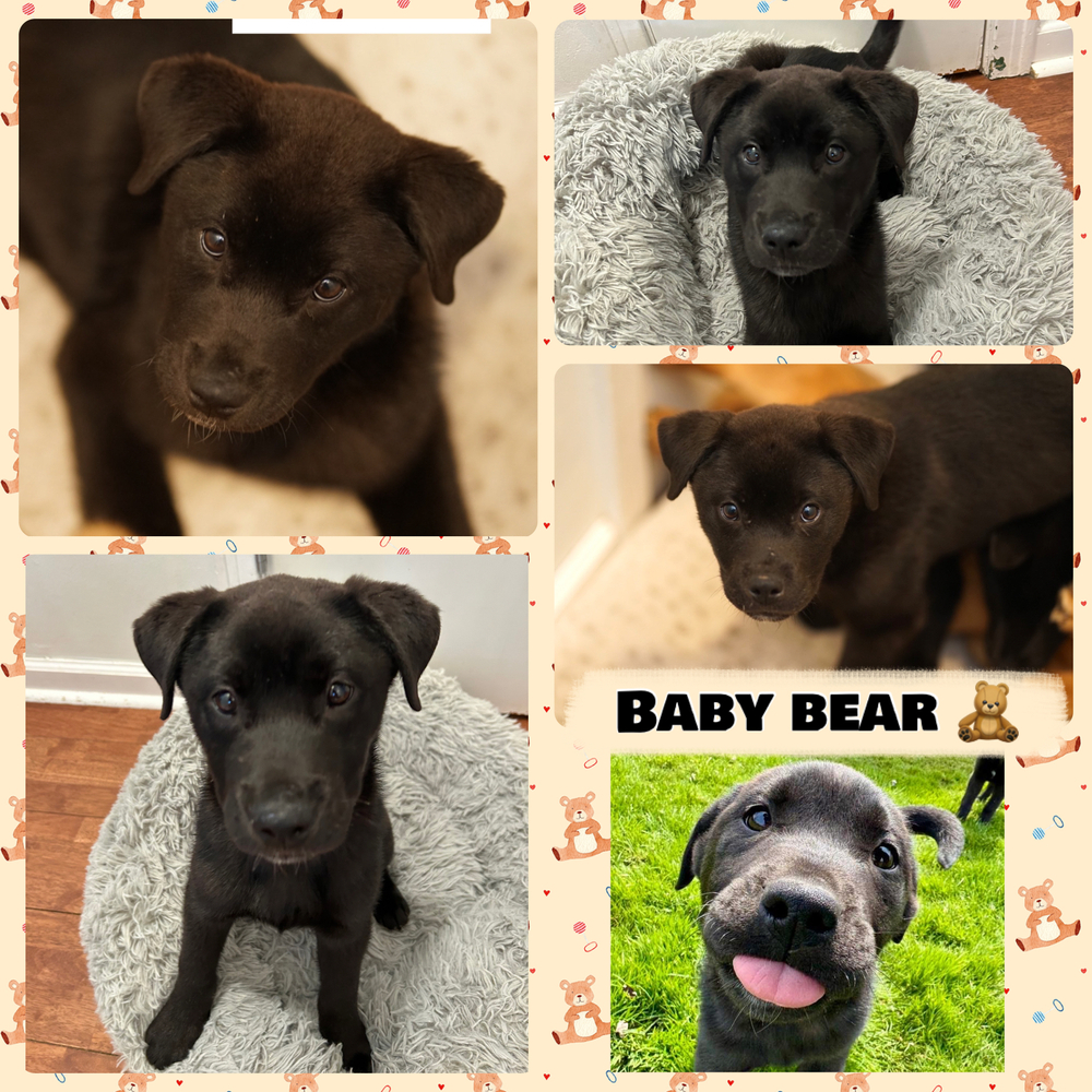 Baby Bear