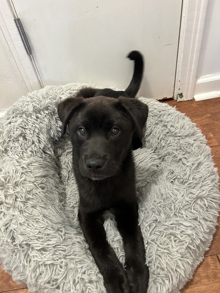 Baby Bear