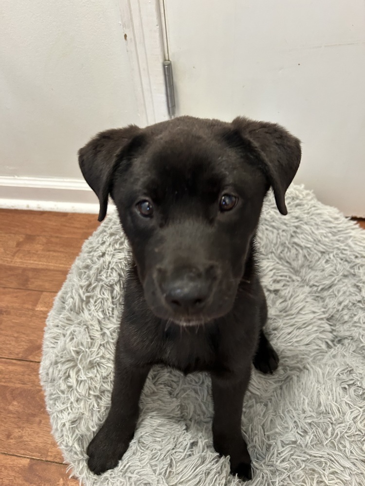 Baby Bear