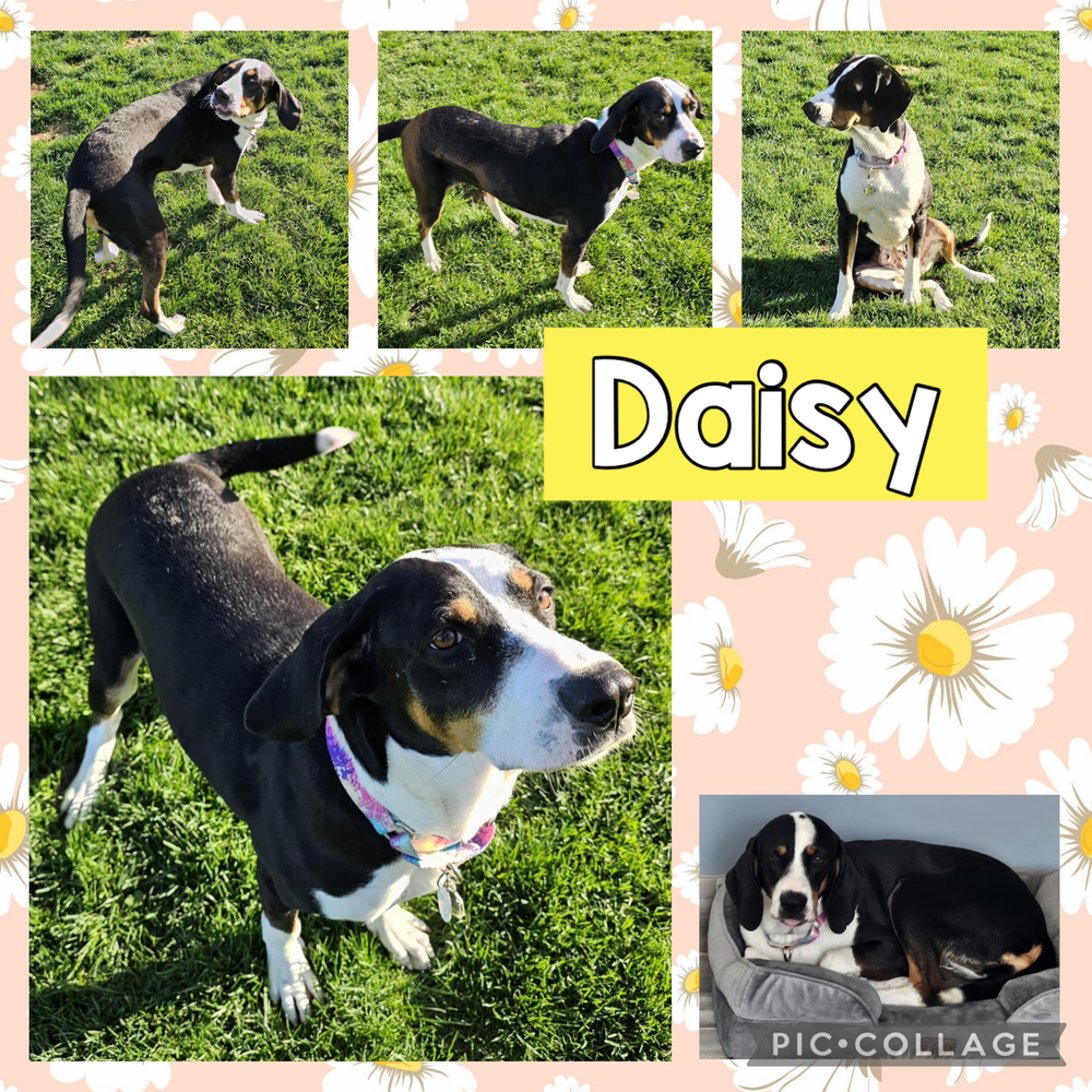 Daisy
