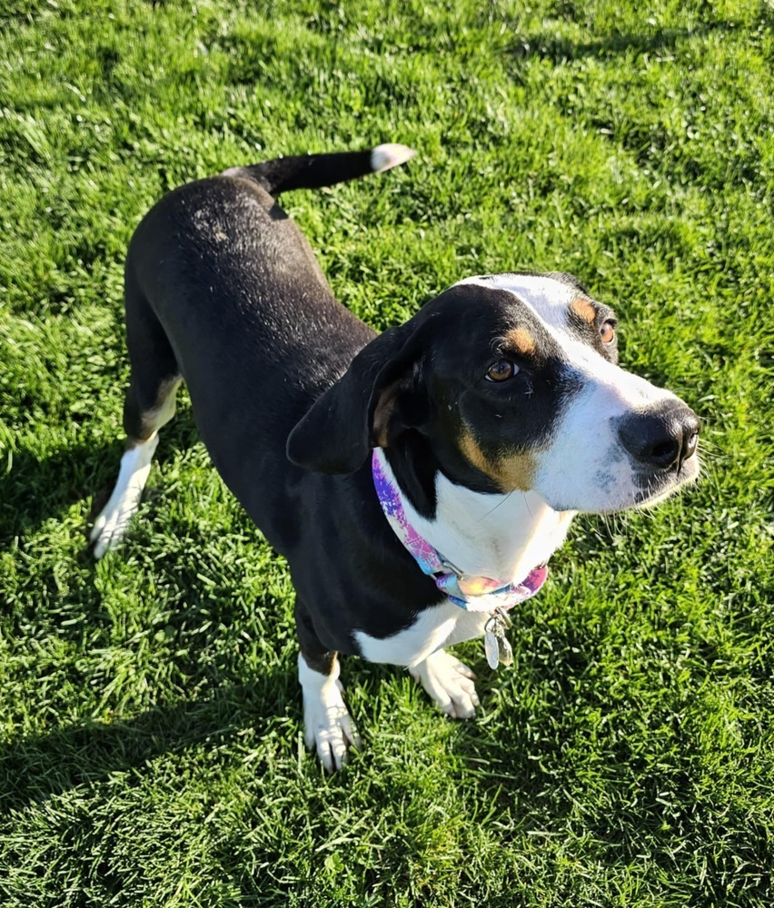 Daisy