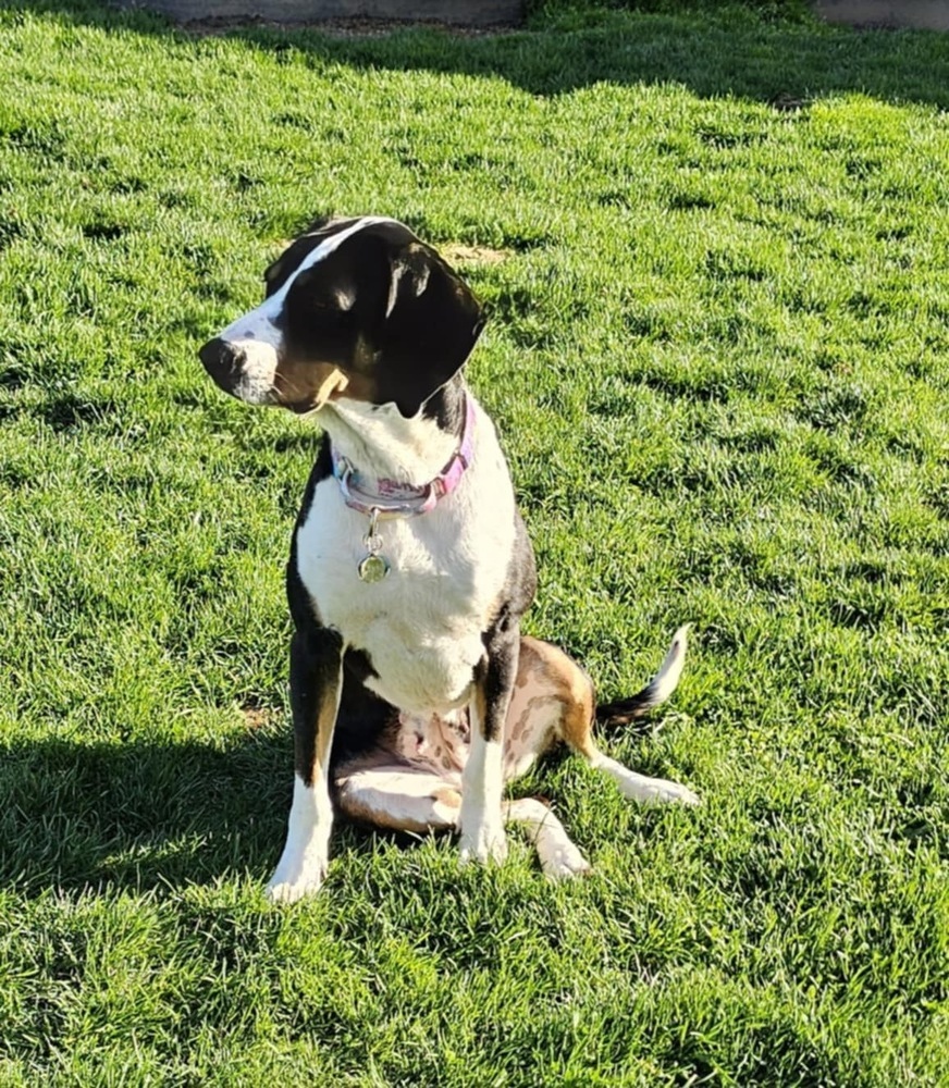 Daisy